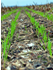 Cover Crops